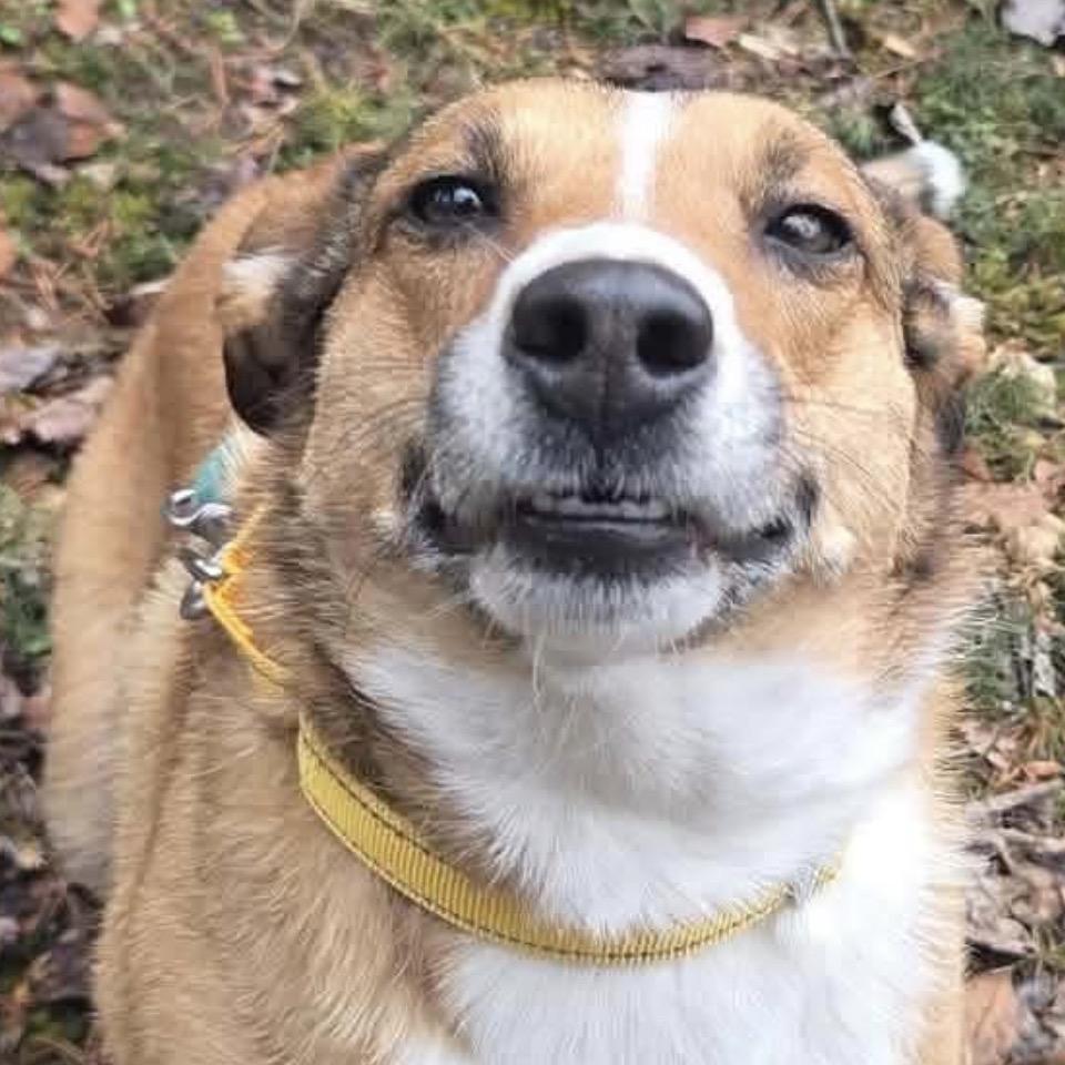 Swisher, a Adoptable mixed breed in Newport, TN image 3/3