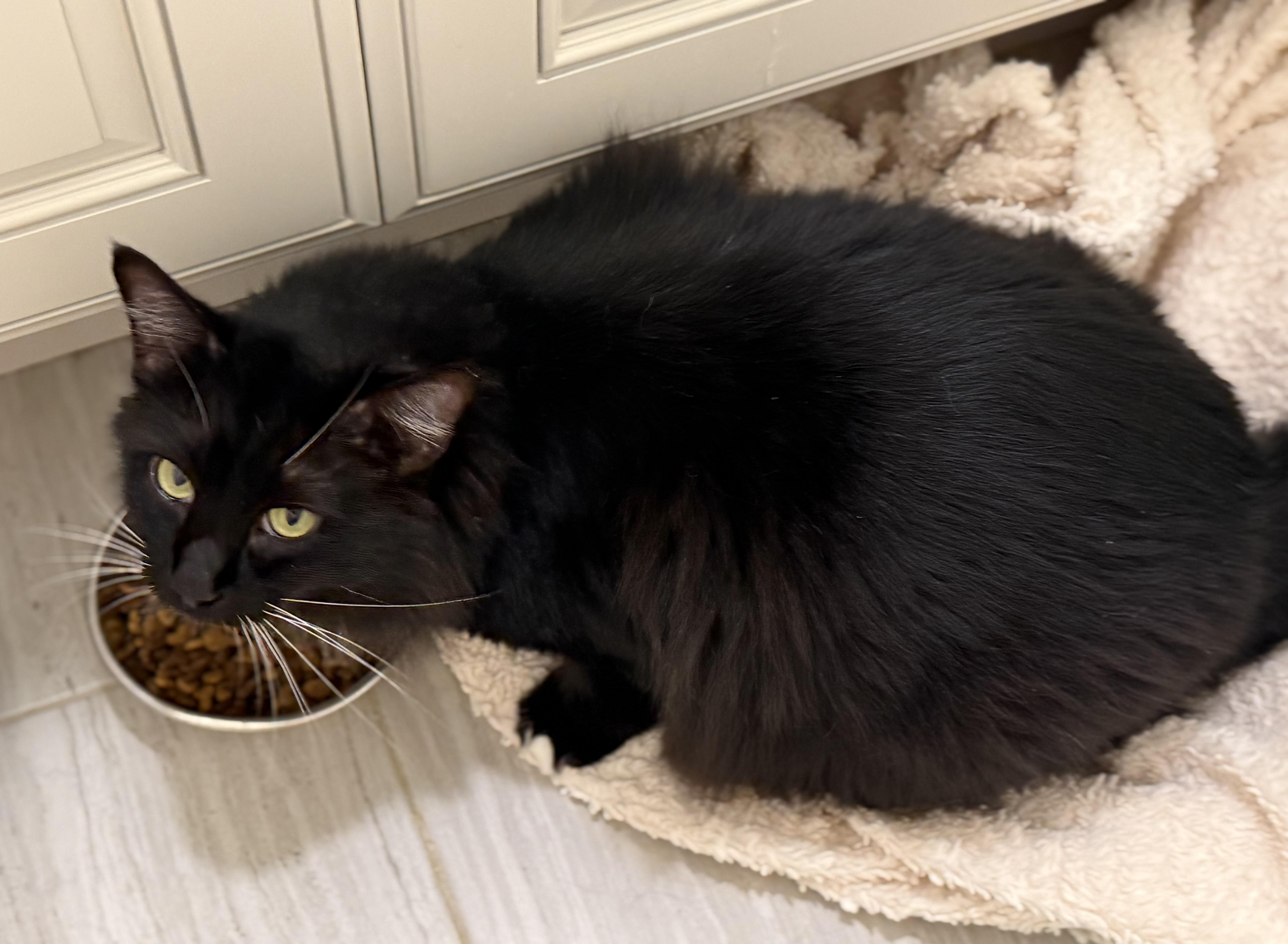 Delilah, ADOPTABLE, Adult Female Domestic Long Hair.