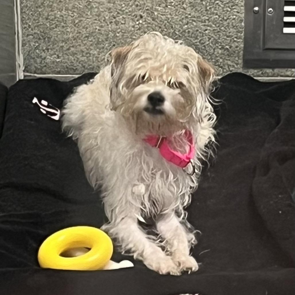 Bellaroni, Adoptable, Adult Female Shih Tzu & Miniature Poodle.