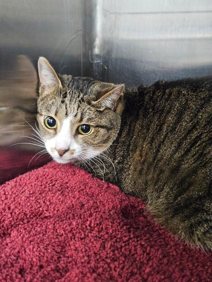 William / James, Adoptable, Adult Male Domestic Short Hair.