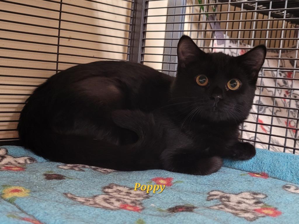 Poppy, Adoptable, Adult Female Domestic Short Hair.