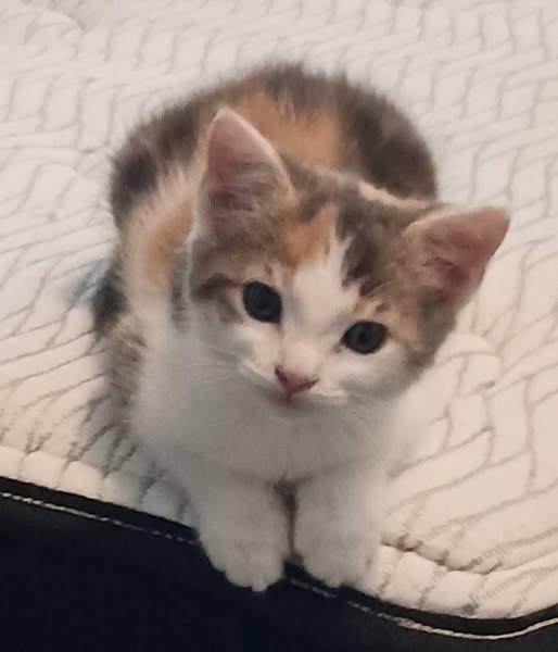 Peanut
