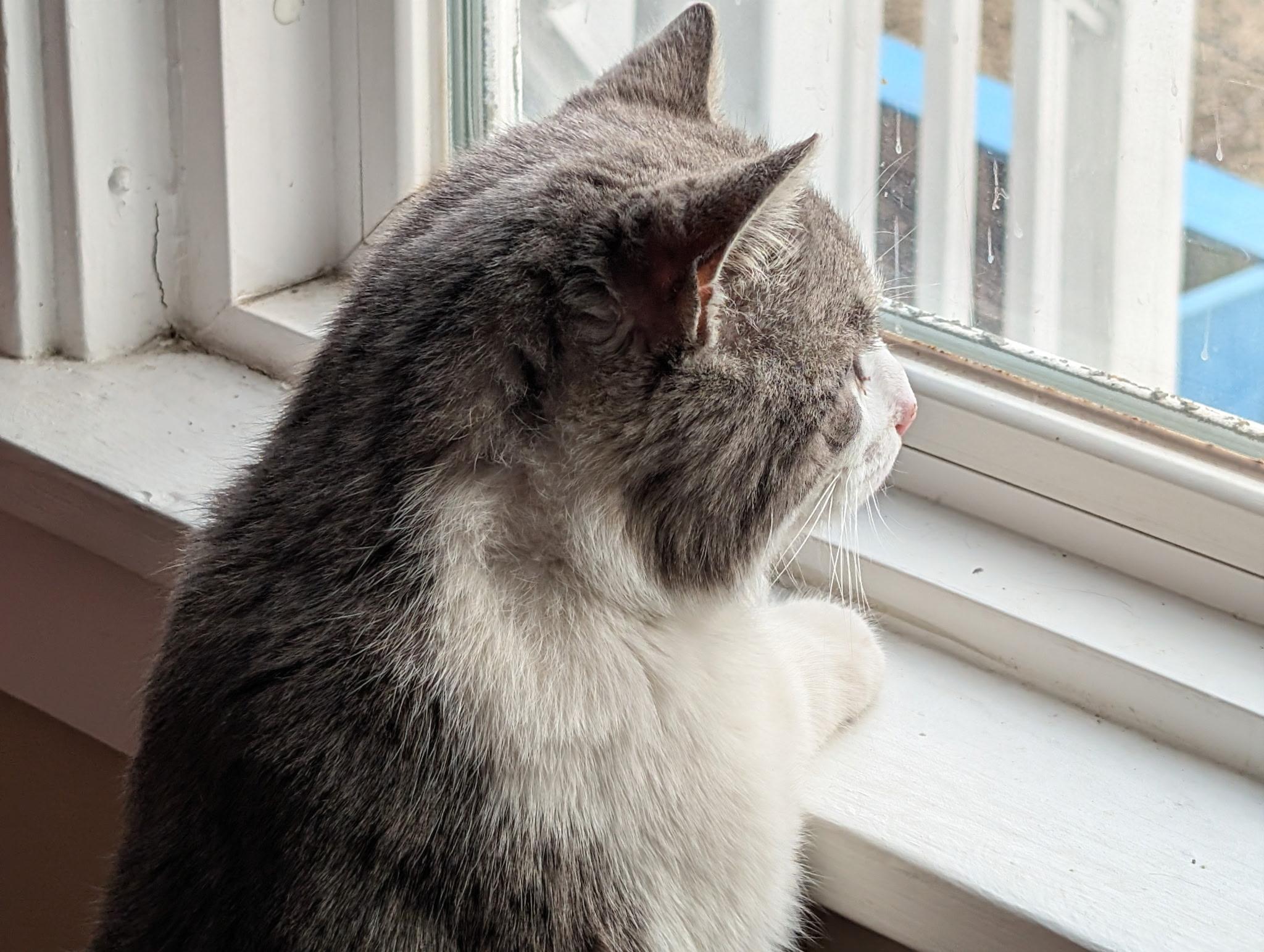 Enlarge Marty, an adopted Domestic Short Hair in Barrington Hills, IL image 3/3