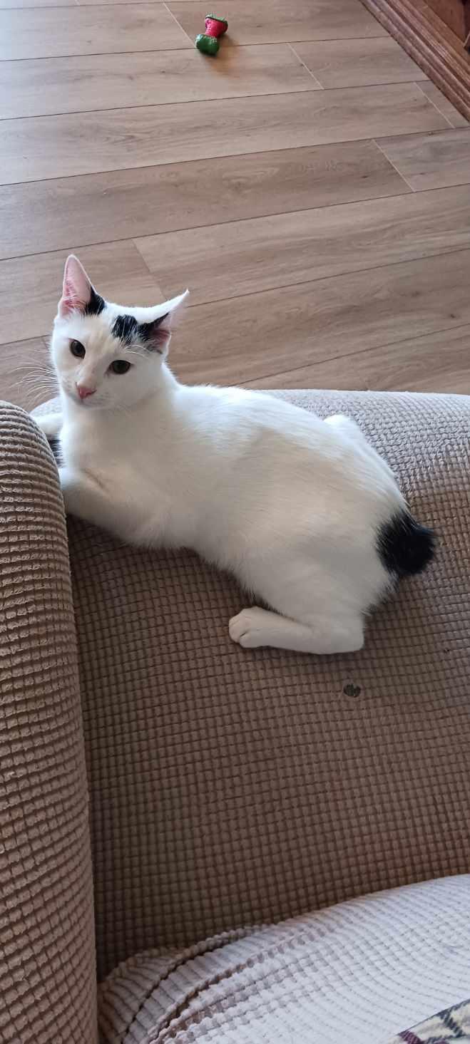 Charlie (Kitty), Adoptable, Young Male Manx.