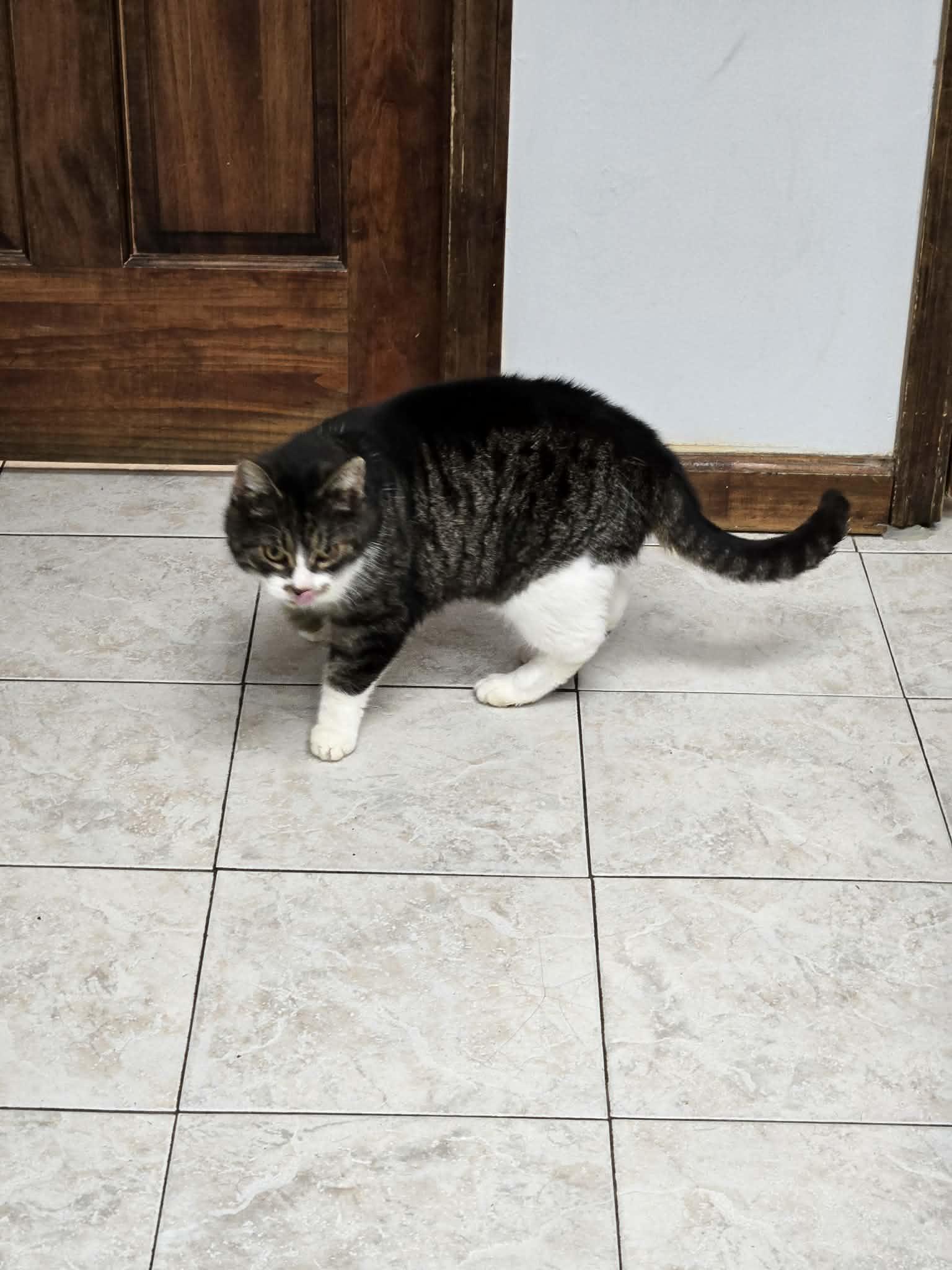 Abby: video!!!, an adopted Domestic Short Hair in Edinburg, PA image 2/6