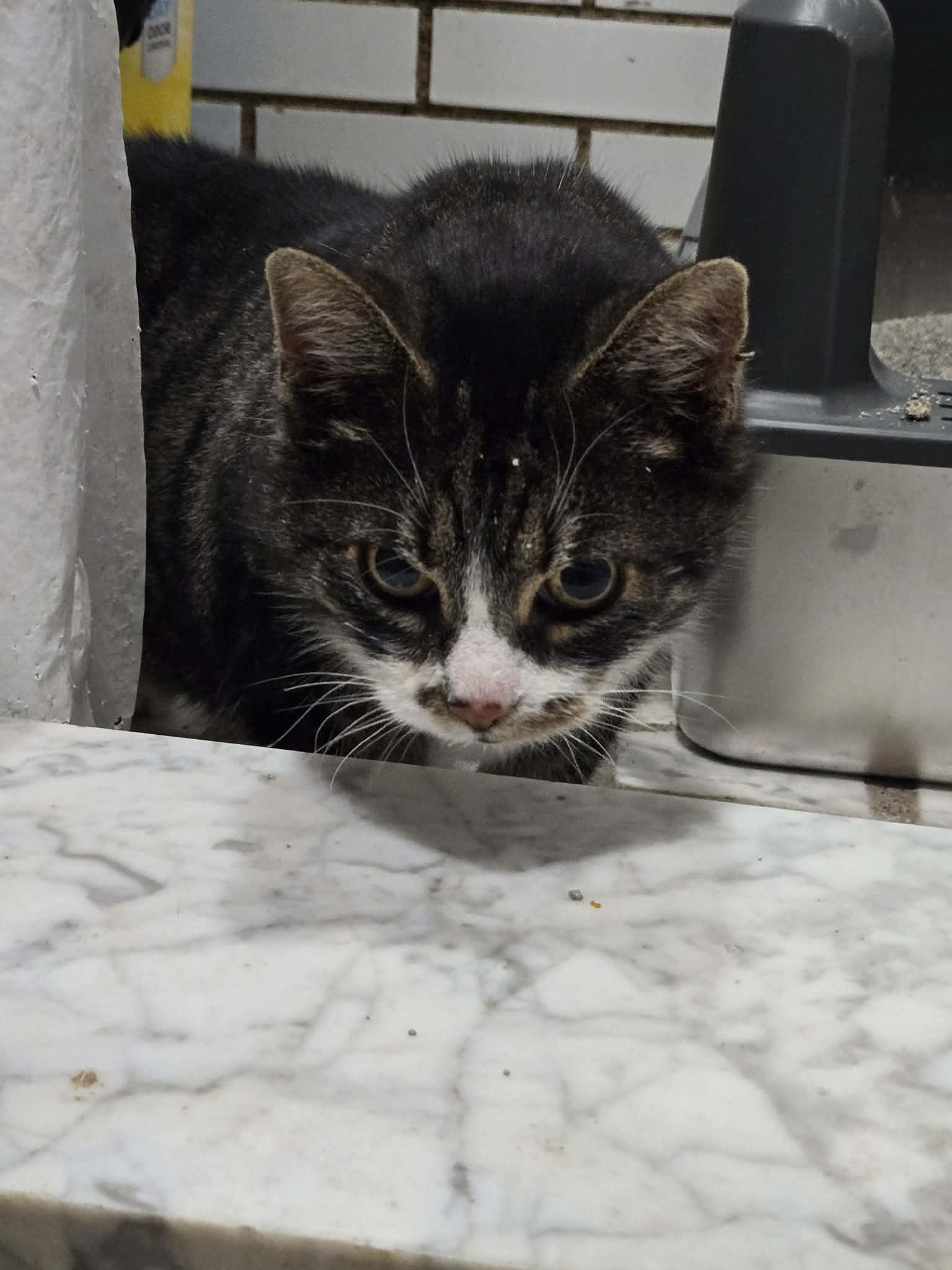 Abby: video!!!, an adopted Domestic Short Hair in Edinburg, PA image 4/6