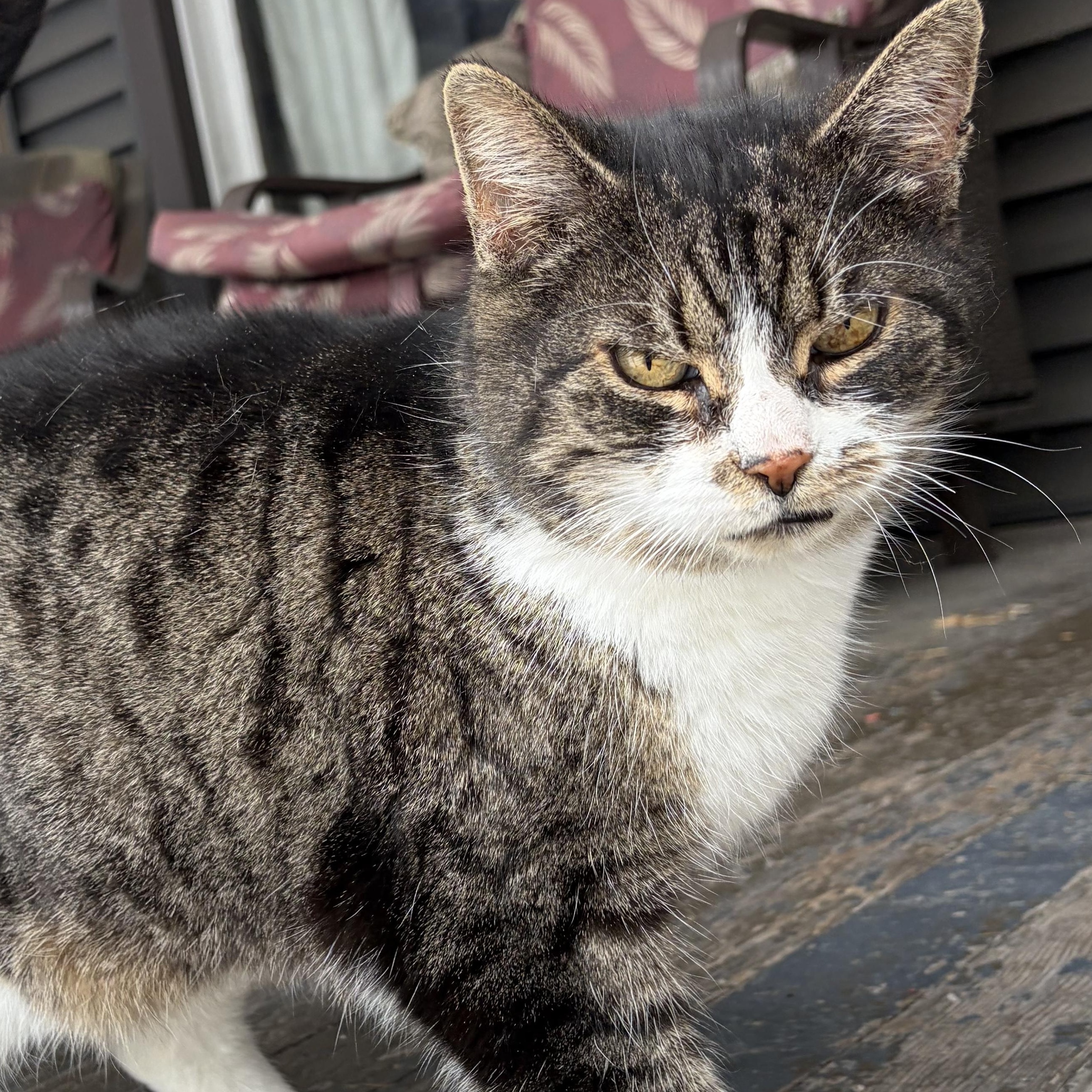 Abby: video!!!, adopted, Senior Female Domestic Short Hair.