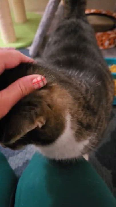 Enlarge Abby: video!!!, an adopted Domestic Short Hair in Edinburg, PA video 6/6