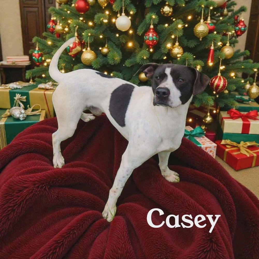 Enlarge Casey, a Adoptable mixed breed in Fredericton, NB image 2/6
