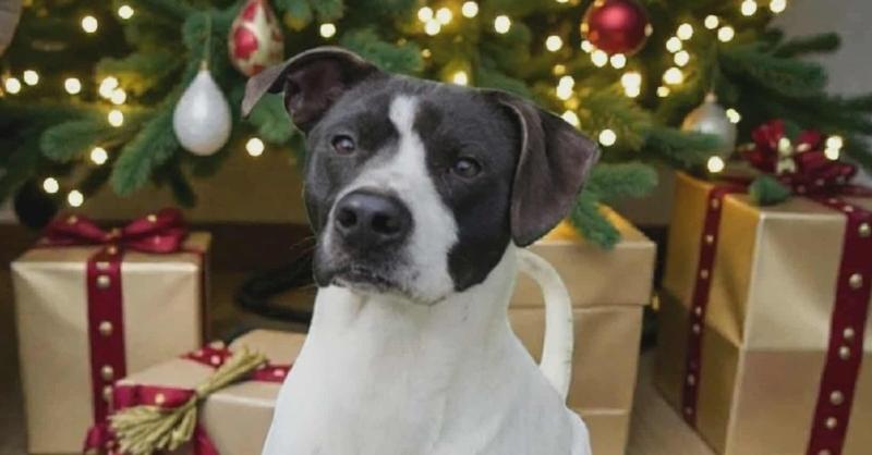 Enlarge Casey, a Adoptable mixed breed in Fredericton, NB image 3/6