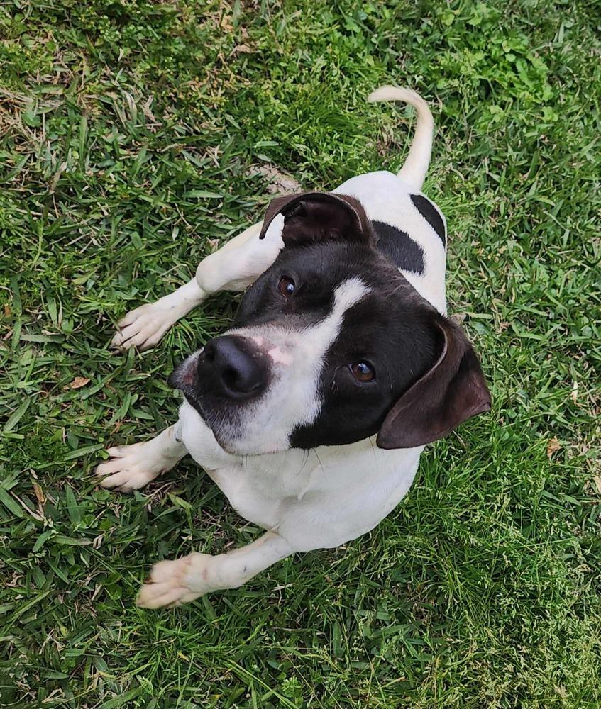 Enlarge Casey, a Adoptable mixed breed in Fredericton, NB image 4/6