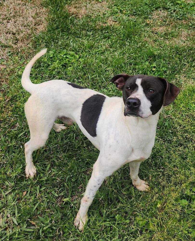 Enlarge Casey, a Adoptable mixed breed in Fredericton, NB image 5/6