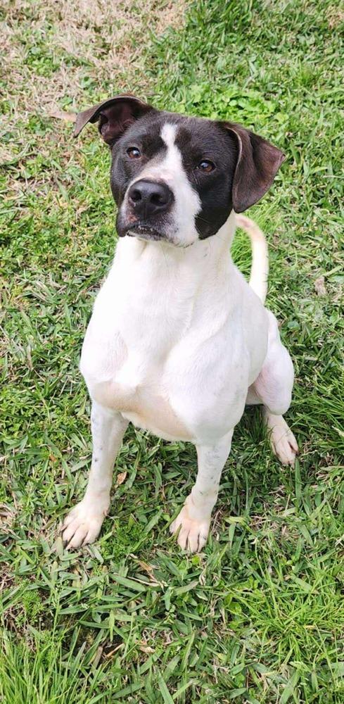 Enlarge Casey, a Adoptable mixed breed in Fredericton, NB image 6/6