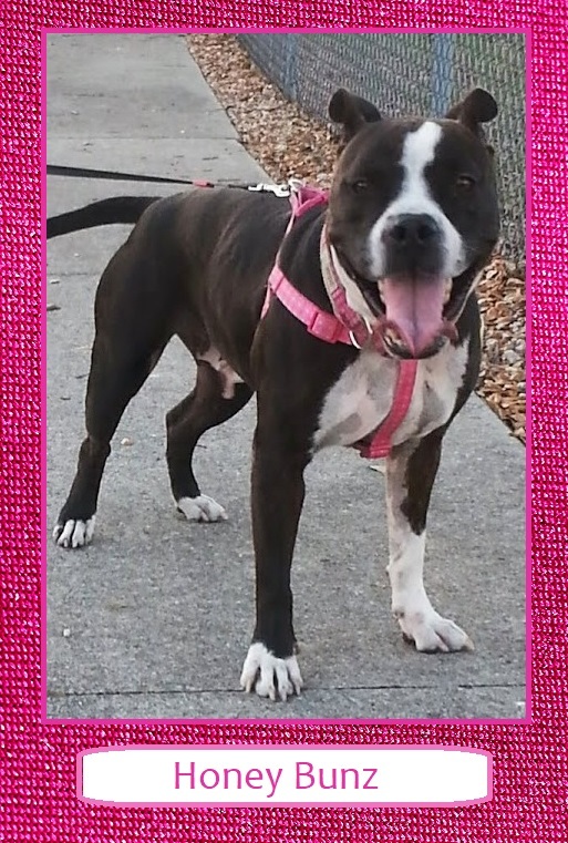 Honey Bunz, a Adoptable mixed breed in North Fort Myers, FL image 2/8