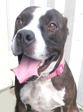 Honey Bunz, a Adoptable mixed breed in North Fort Myers, FL image 3/8