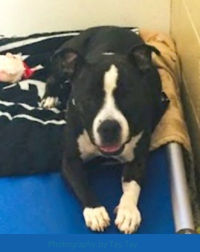 Honey Bunz, a Adoptable mixed breed in North Fort Myers, FL image 4/8