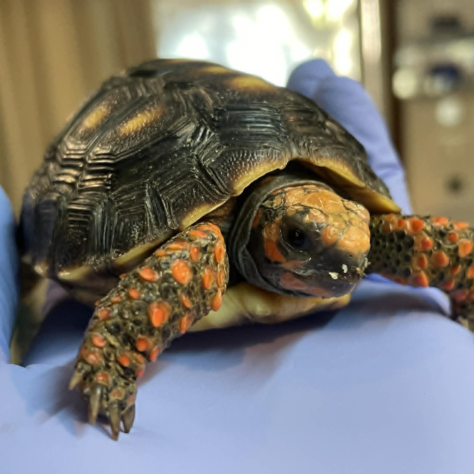Enlarge Donatello, an adopted Red Foot in Durham, NC image 1/2
