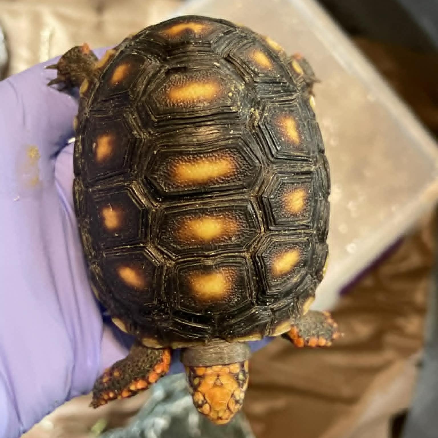 Enlarge Donatello, an adopted Red Foot in Durham, NC image 2/2