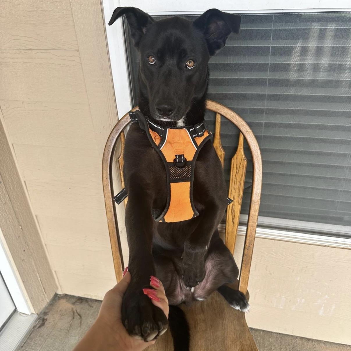 Enlarge Shadow, a Adoptable mixed breed in CANTON, OH image 1/6