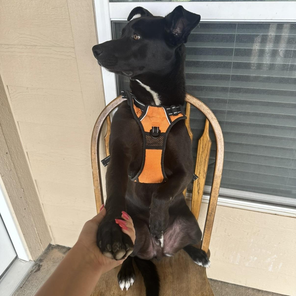 Enlarge Shadow, a Adoptable mixed breed in CANTON, OH image 2/6