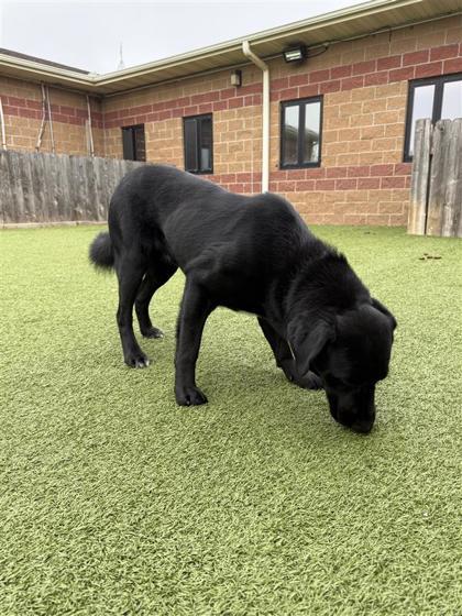Enlarge Robin Hood, a Adoptable mixed breed in Hutchinson, KS image 1/3