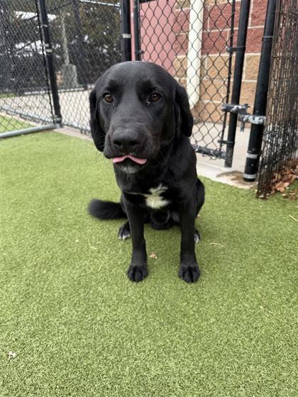 Enlarge Robin Hood, a Adoptable mixed breed in Hutchinson, KS image 2/3