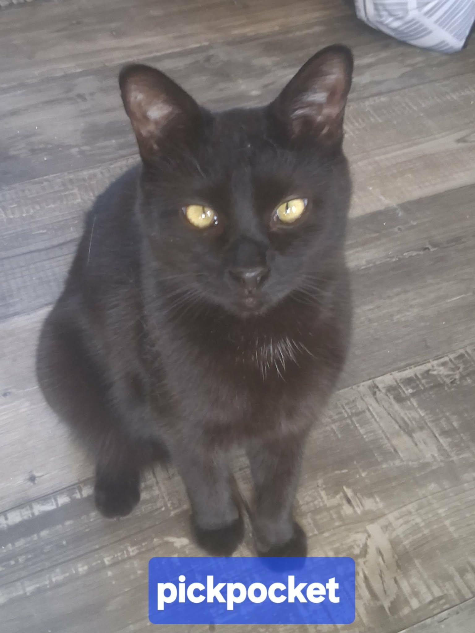 Pick-Pocket — thumbnail 2