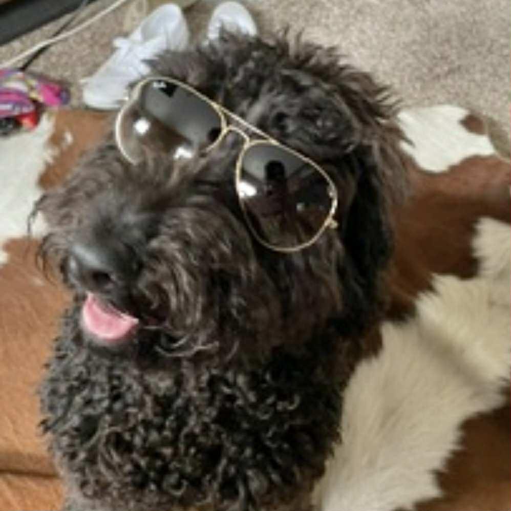 Archie, an adoptable Labradoodle in Boulder, CO, 80302 | Photo Image 3
