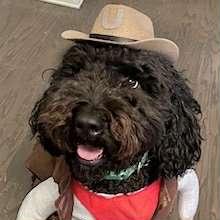 Archie, an adoptable Labradoodle in Boulder, CO, 80302 | Photo Image 1