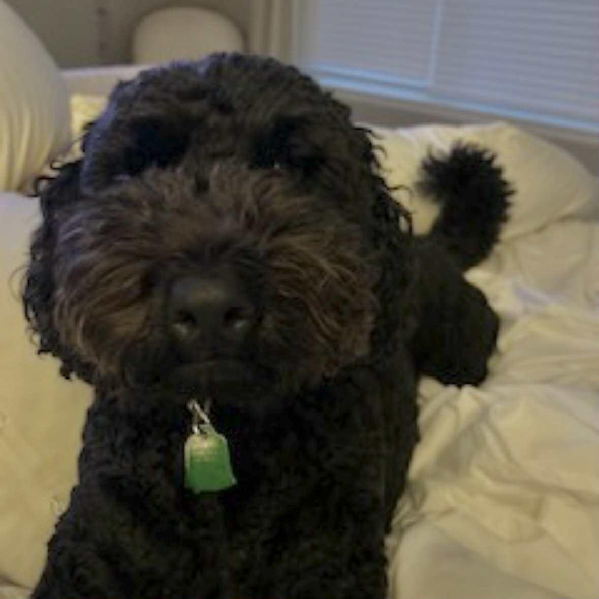Archie, an adoptable Labradoodle in Boulder, CO, 80302 | Photo Image 4