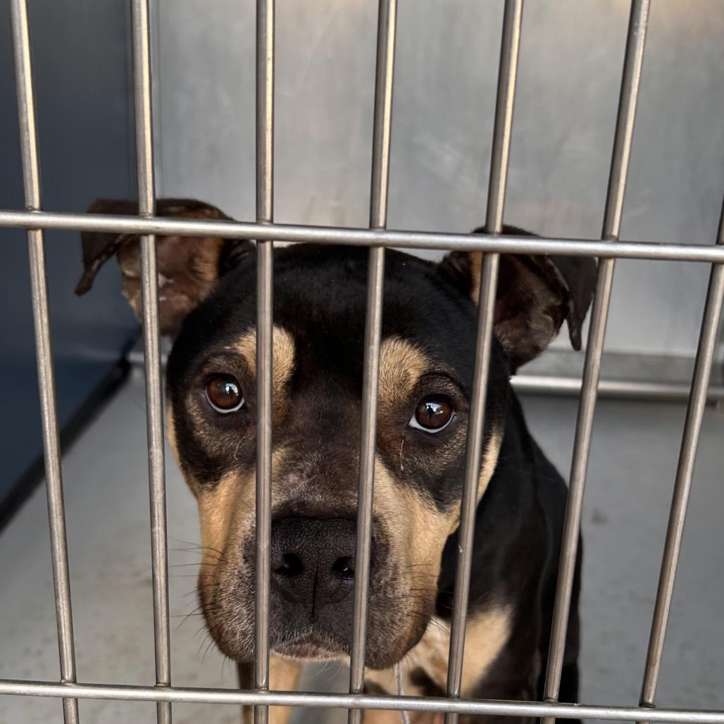 Toothless, Adoptable, Adult Male American Staffordshire Terrier.