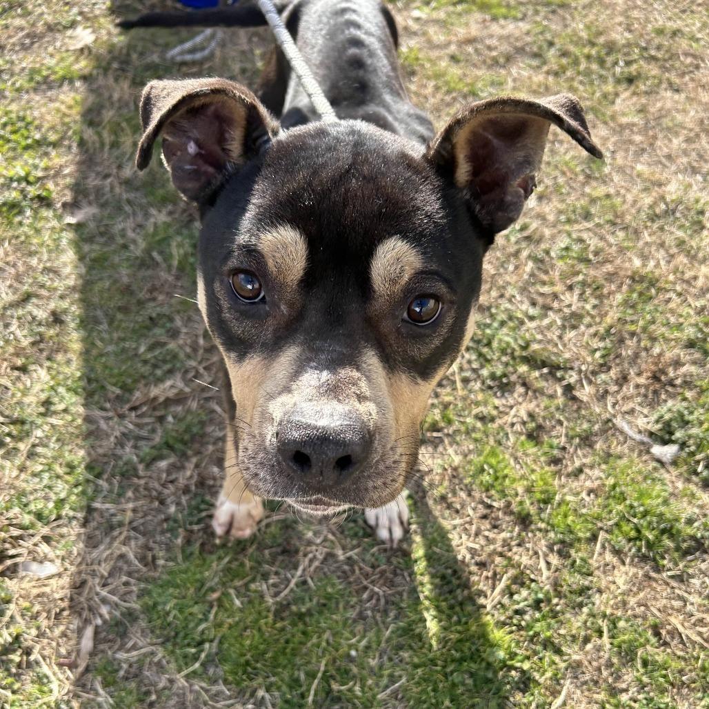 Toothless, a Adoptable mixed breed in Greenville, SC image 2/4