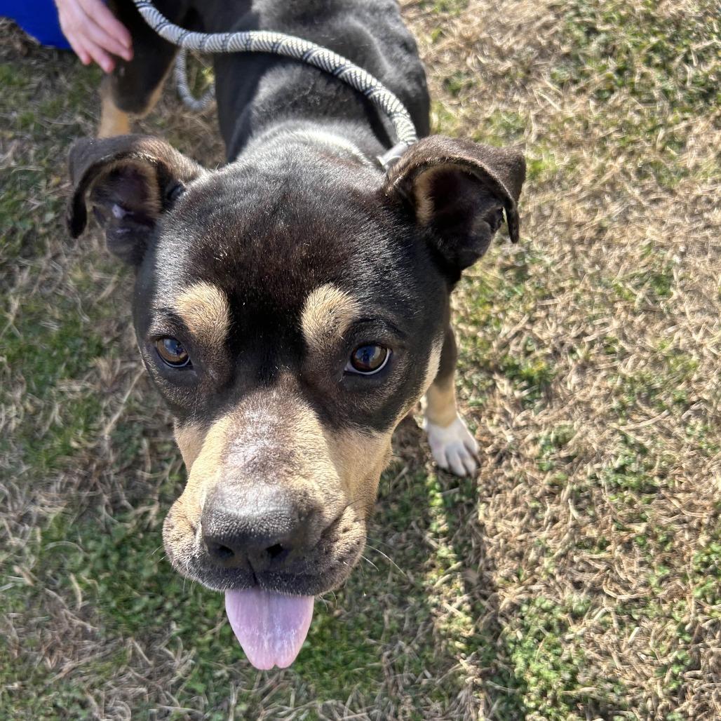 Toothless, a Adoptable mixed breed in Greenville, SC image 3/4