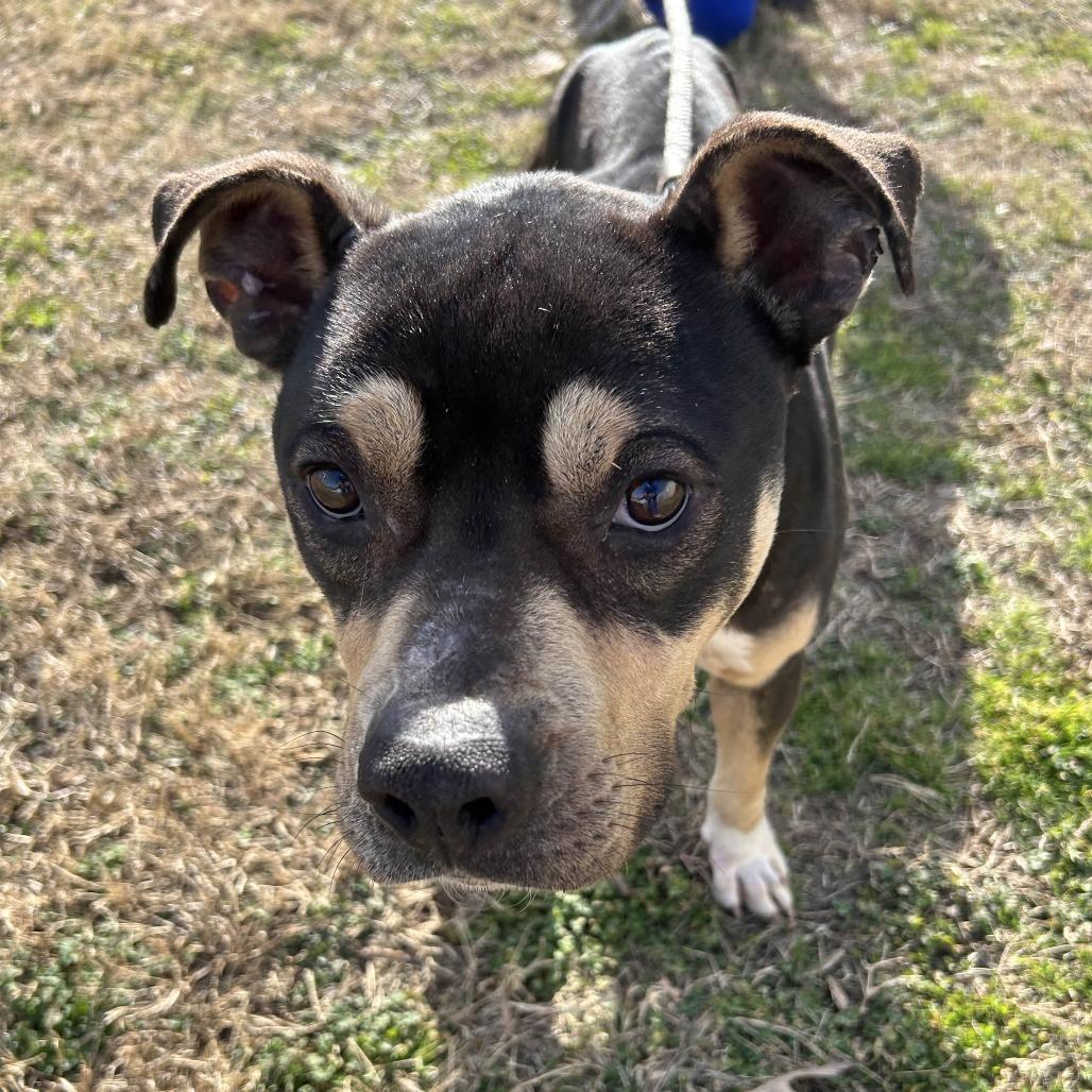 Toothless, a Adoptable mixed breed in Greenville, SC image 4/4
