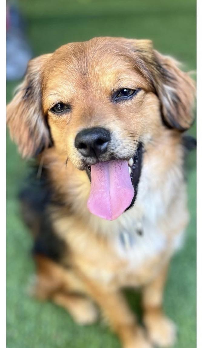 Enlarge Wally, a ADOPTABLE mixed breed in Santa Rosa, CA image 1/2