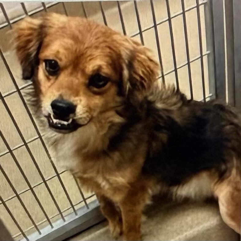 Enlarge Wally, a ADOPTABLE mixed breed in Santa Rosa, CA image 2/2