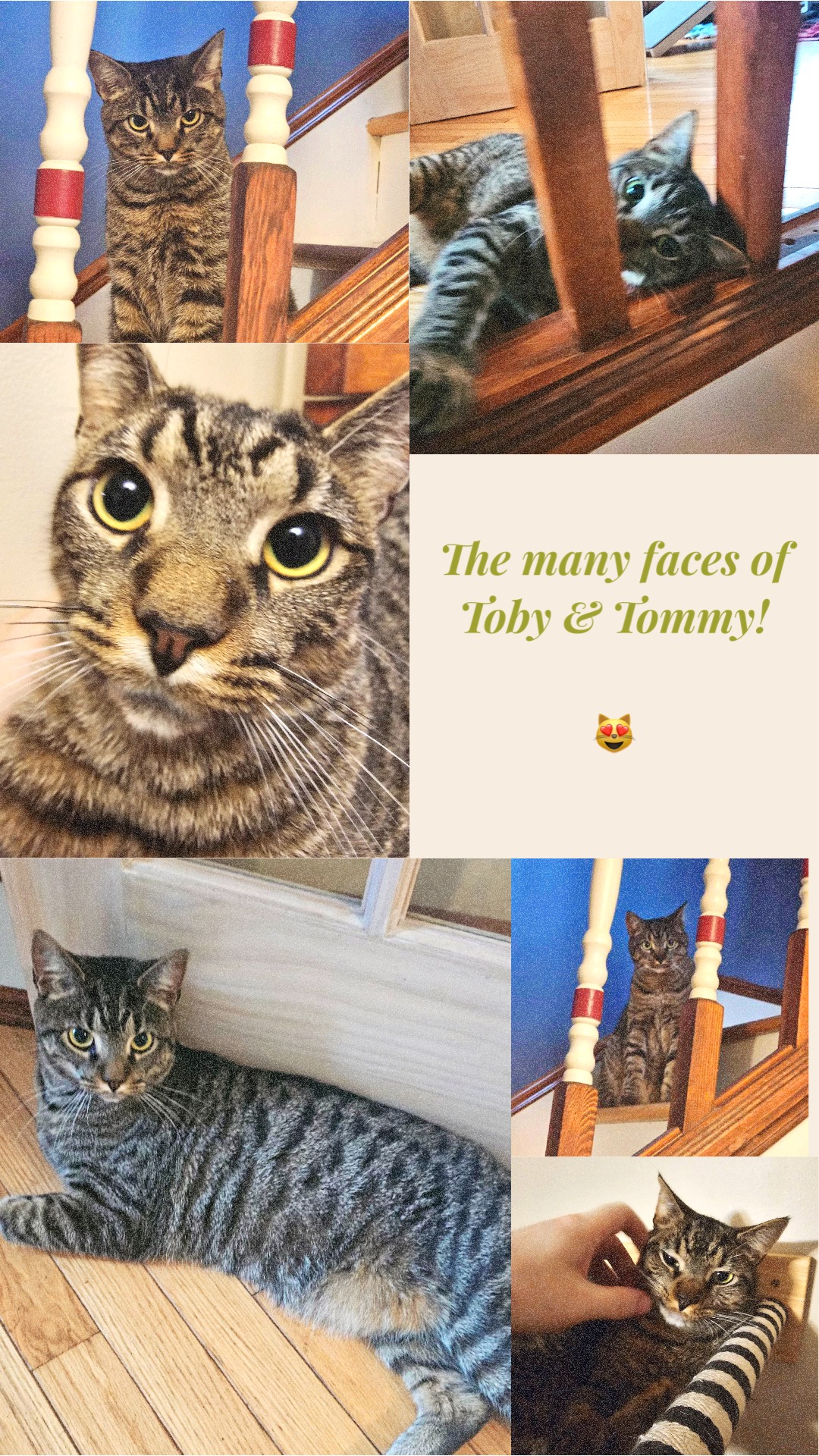 Enlarge Tommy & Toby, a Adoptable Domestic Short Hair in Moorestown, NJ image 3/5