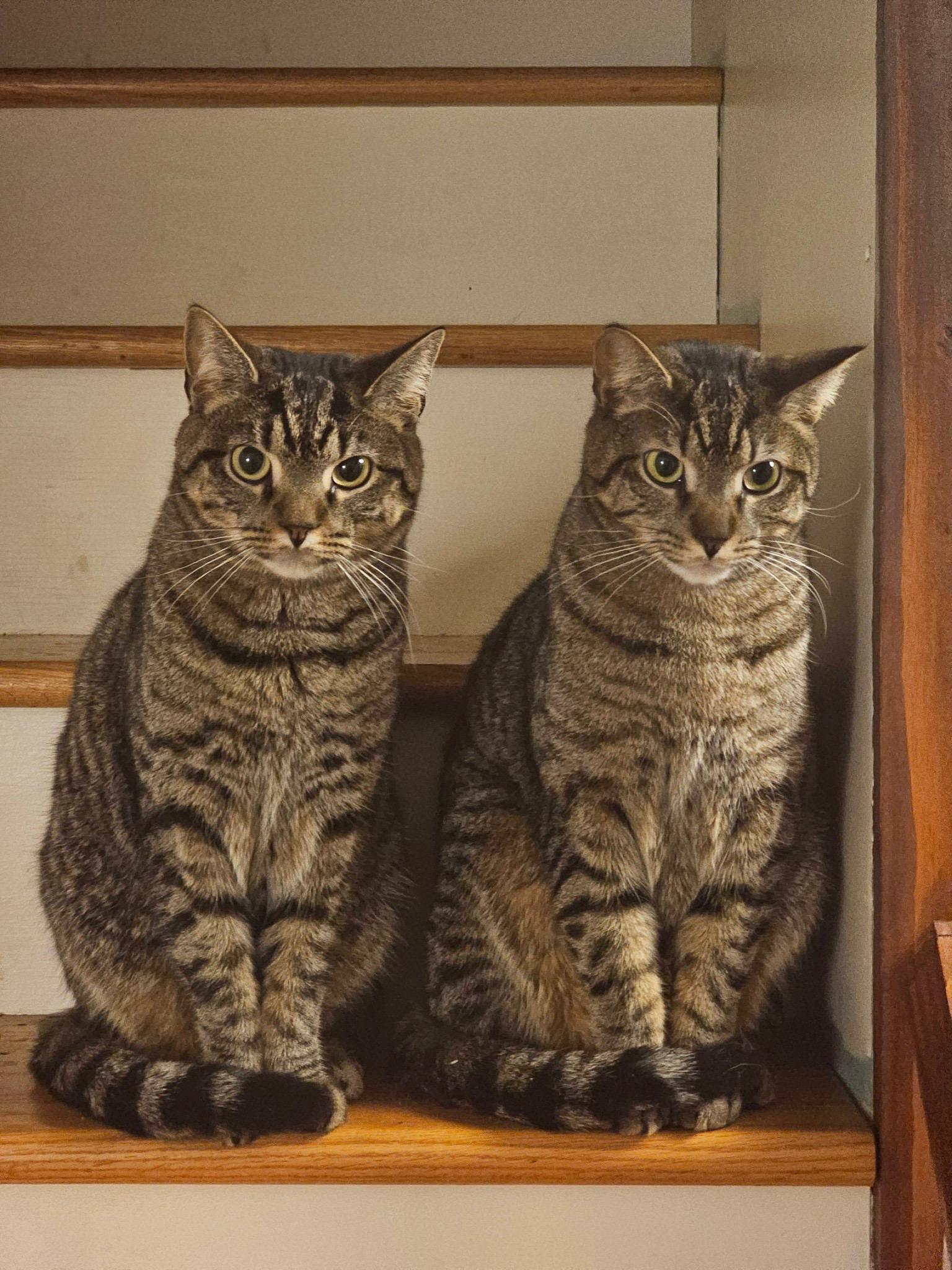 Enlarge Tommy & Toby, a Adoptable Domestic Short Hair in Moorestown, NJ image 2/5