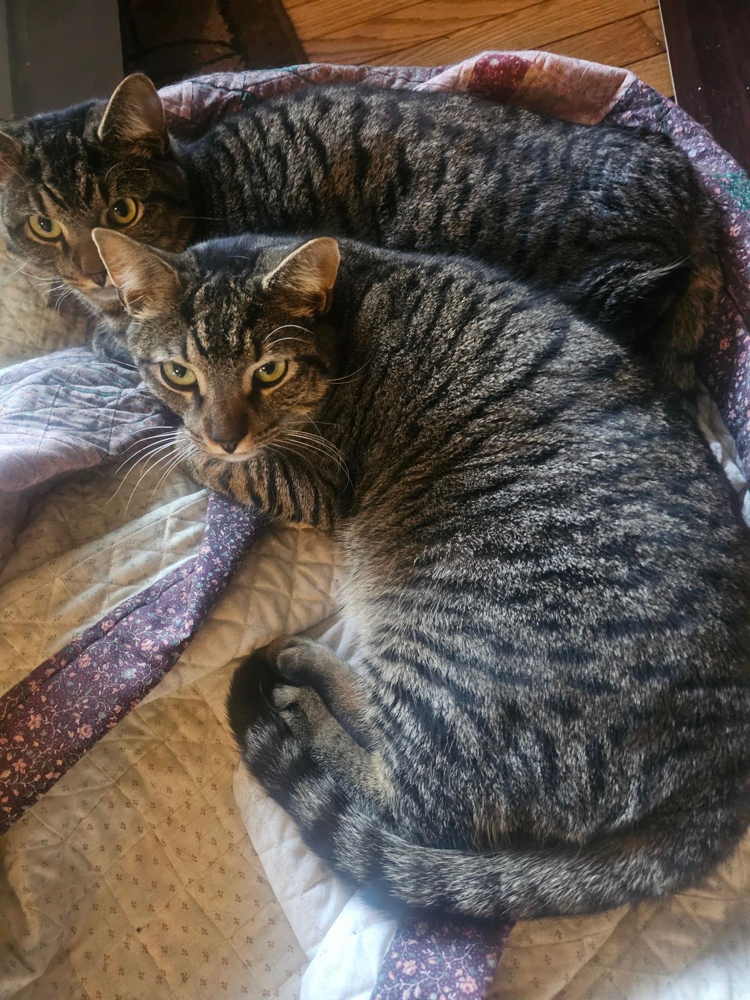 Enlarge Tommy & Toby, a Adoptable Domestic Short Hair in Moorestown, NJ image 4/5