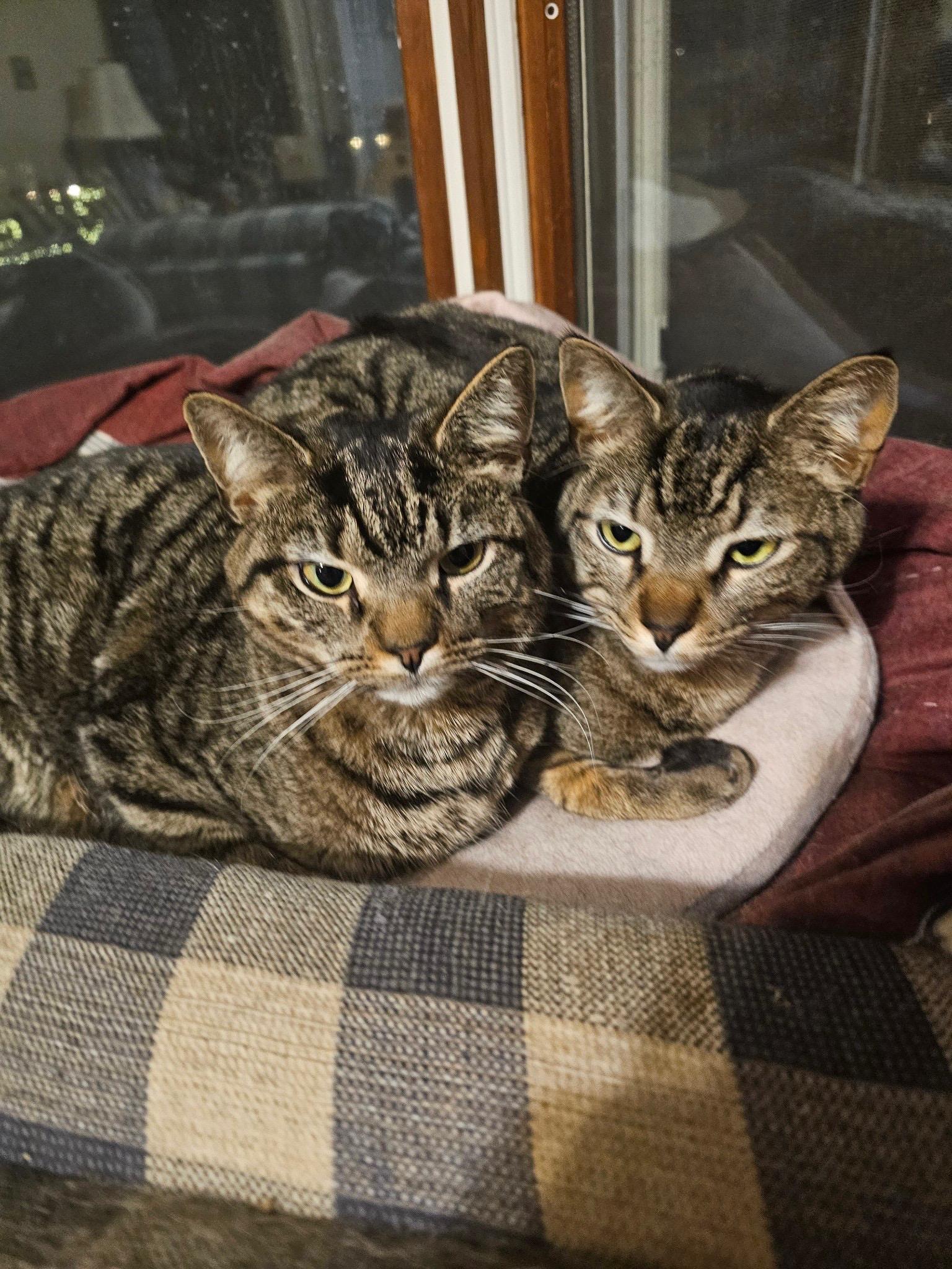 Enlarge Tommy & Toby, a Adoptable Domestic Short Hair in Moorestown, NJ image 5/5