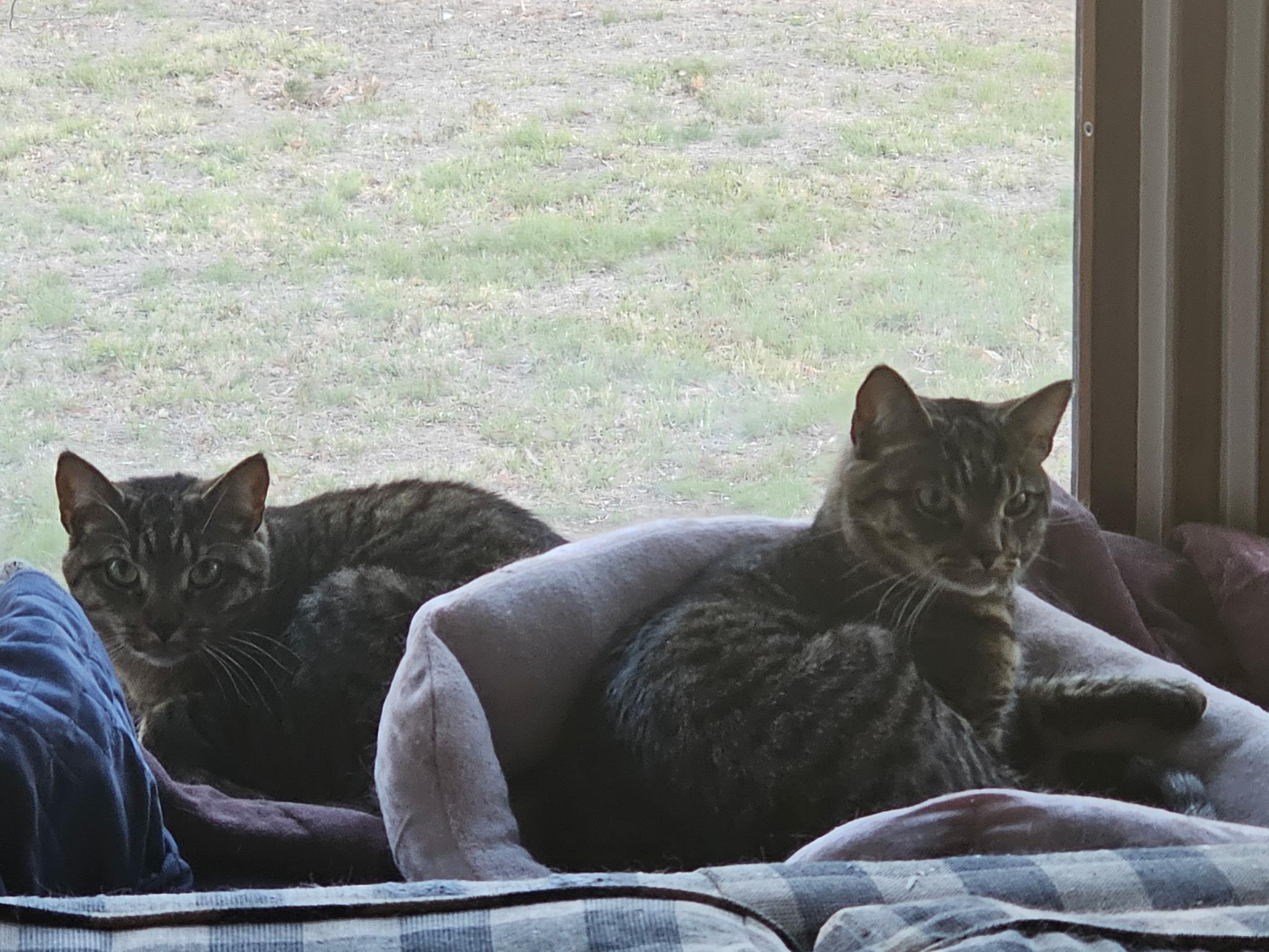 Tommy & Toby, Young Male Domestic Short Hair