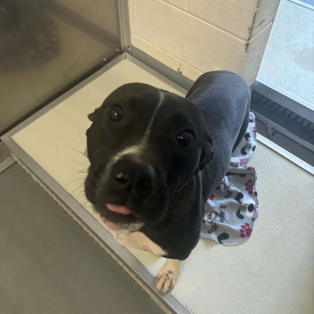 Orson, Adoptable, Young Male Mixed Breed.