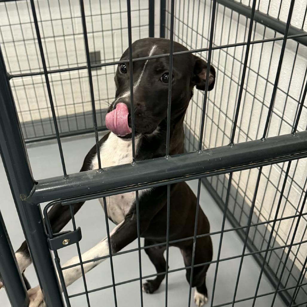 Enlarge Orson, a Adoptable Mixed Breed in Rocky Mount, VA image 2/2