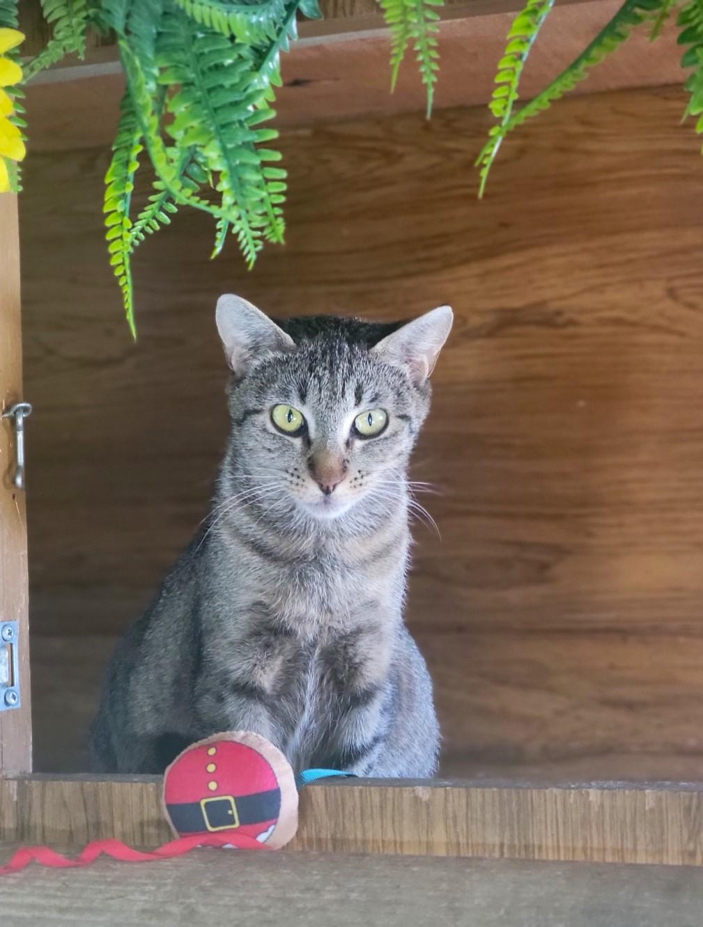 Grayson, Adoptable, Adult Male Domestic Short Hair.