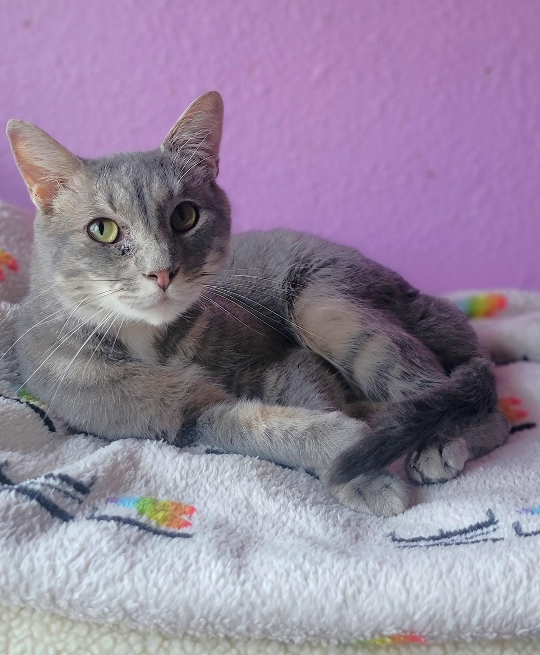 Grayson, a Adoptable Domestic Short Hair in Washoe Valley, NV image 2/3