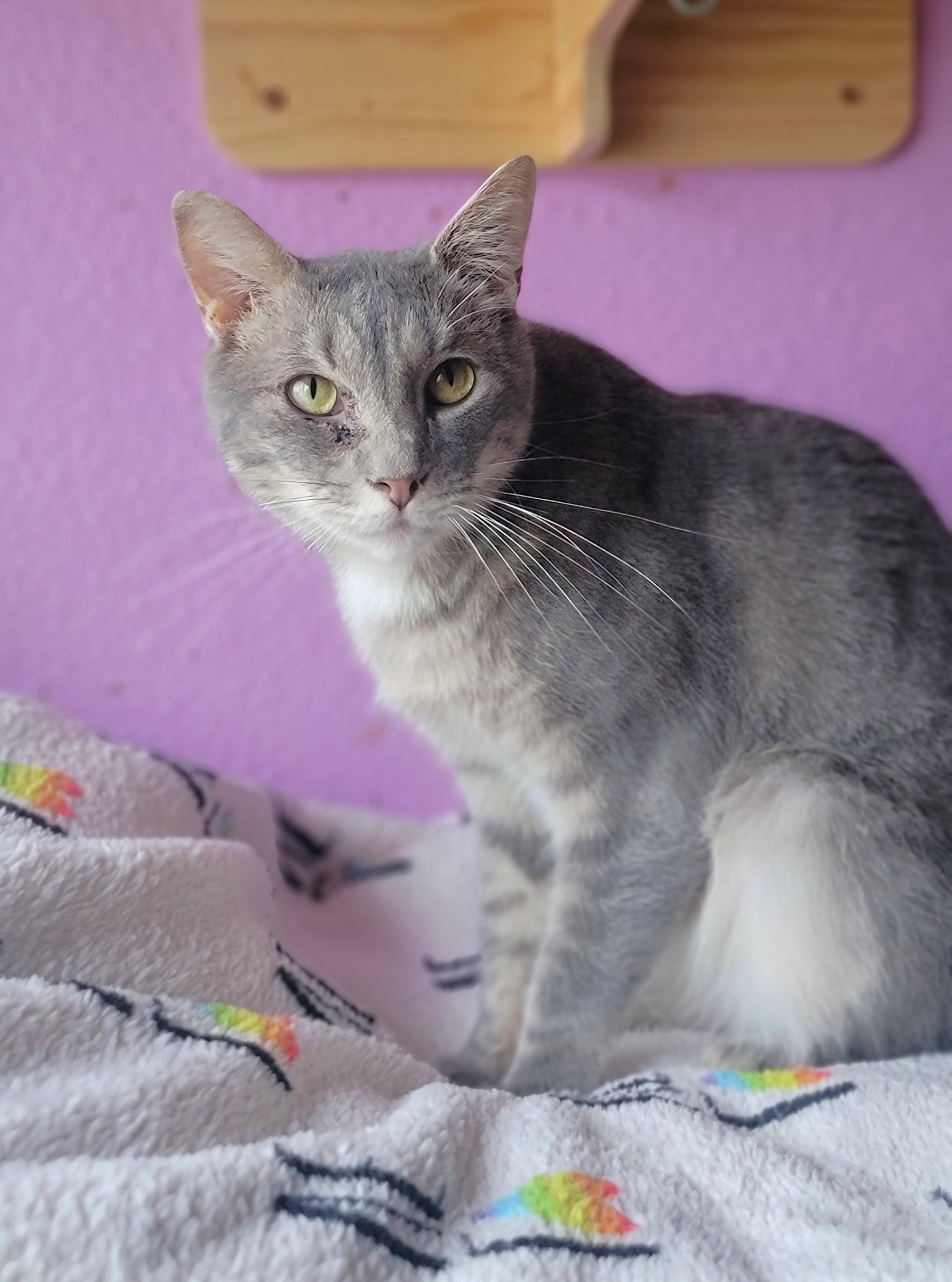 Grayson, a Adoptable Domestic Short Hair in Washoe Valley, NV image 3/3