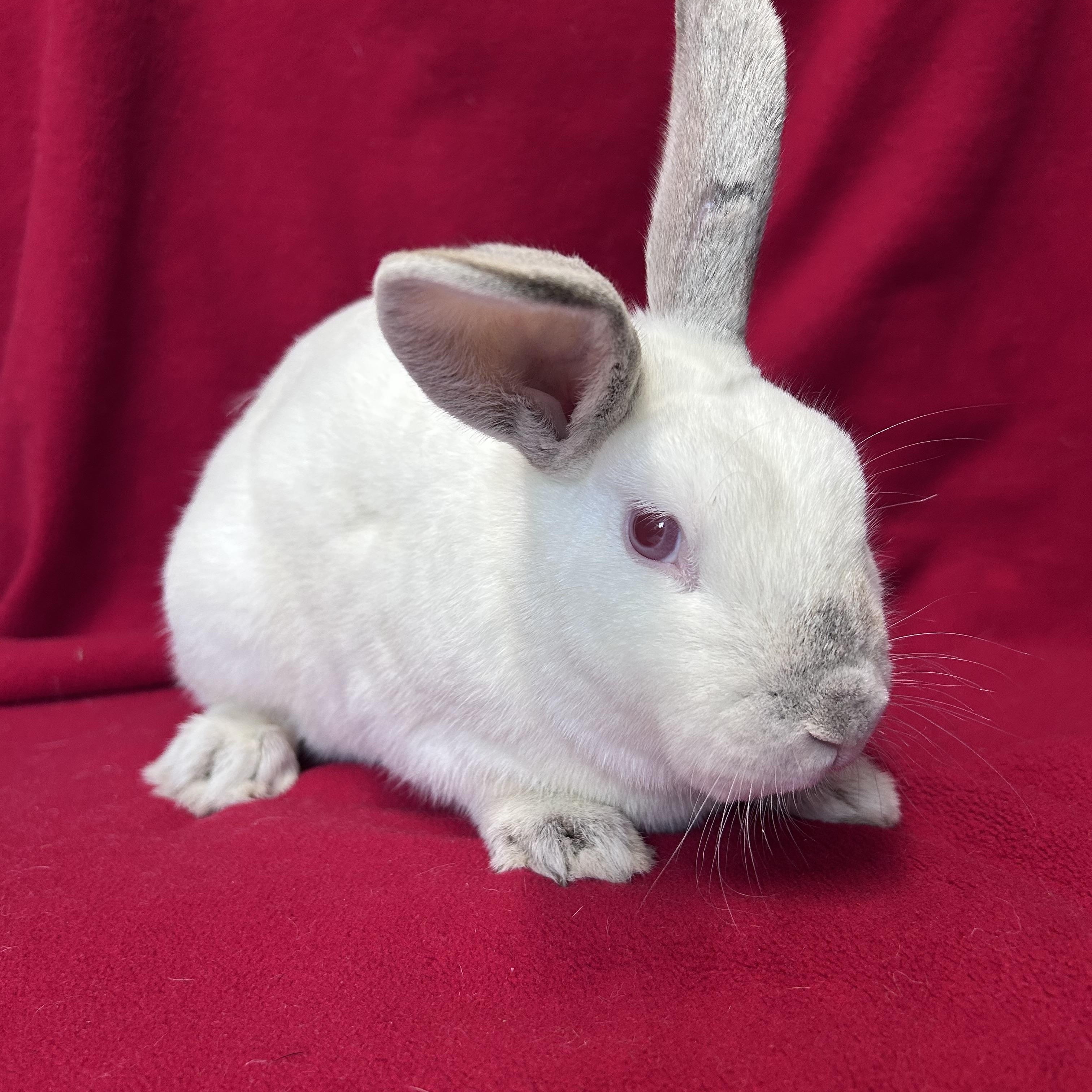 Isaac, Adult Male unknown