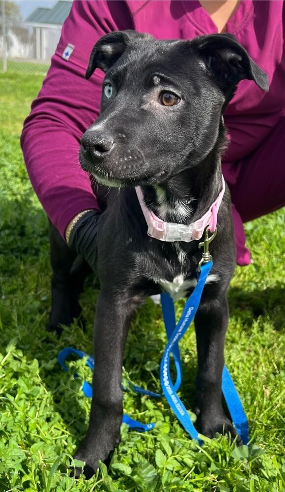 Luna, a Adoptable mixed breed in Stockton, CA image 1/2