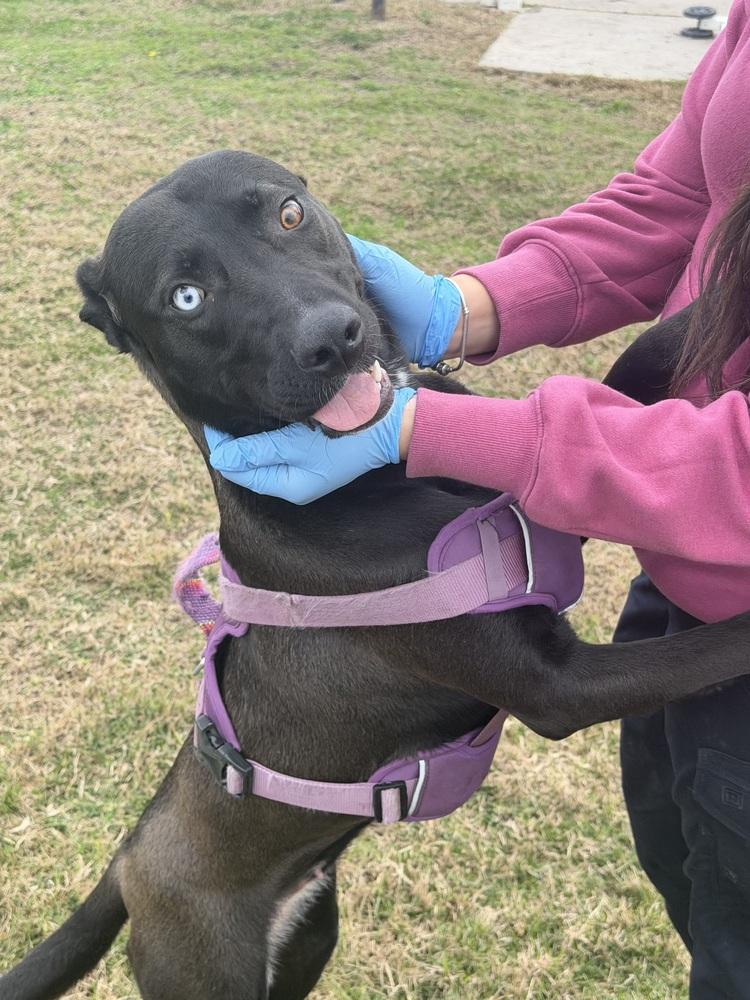 Luna, Adoptable, Puppy Female Pumi & Husky.