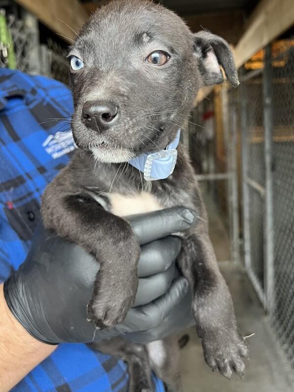 Luna, a Adoptable mixed breed in Stockton, CA image 2/2